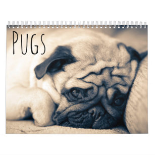 Pugs Calendar
