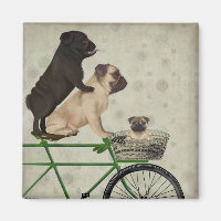 Pugs on Bicycle
