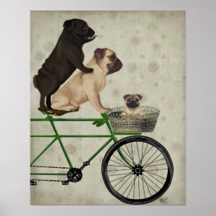 Pugs on Bicycle Poster