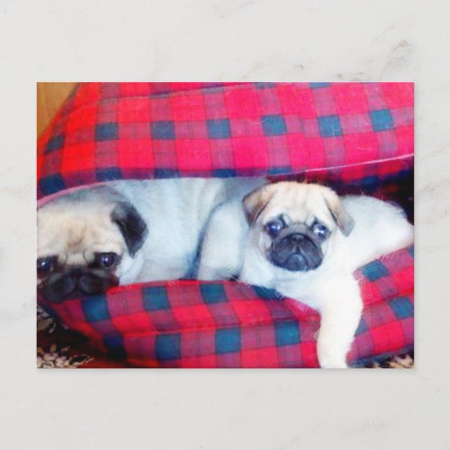 Pugs postcard (Front)
