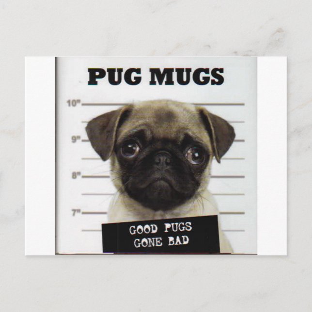 Pugs Postcard (Front)