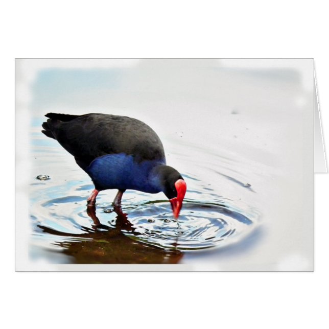 Pukeko Card (Front Horizontal)