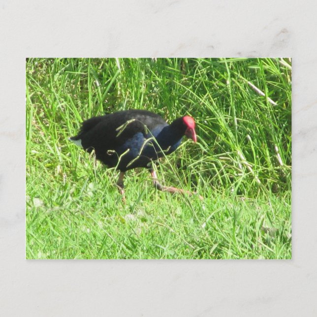 Pukeko Postcard (Front)