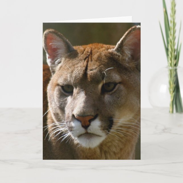 Puma Cats Greeting Card (Front)