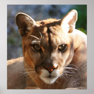 Puma Closeup Poster