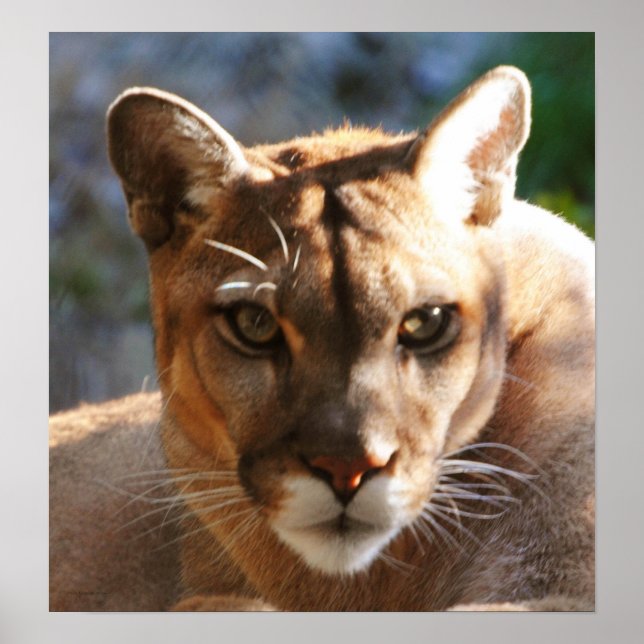 Puma Closeup Poster (Front)