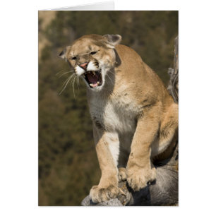 Puma or mountain lion, puma concolor, Captive -