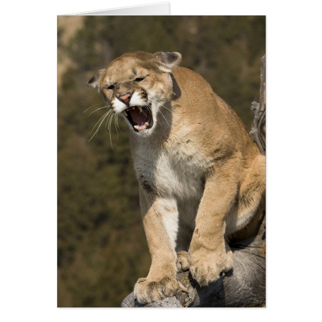 Puma or mountain lion, puma concolor, Captive - (Front)