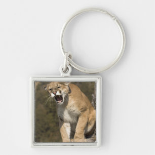 Puma or mountain lion, puma concolor, Captive - Key Ring