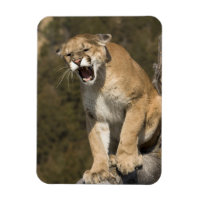 Puma or mountain lion, puma concolor, Captive -