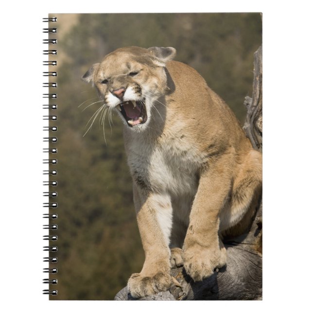 Puma or mountain lion, puma concolor, Captive - Notebook (Front)
