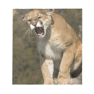 Puma or mountain lion, puma concolor, Captive - Notepad