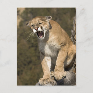 Puma or mountain lion, puma concolor, Captive - Postcard