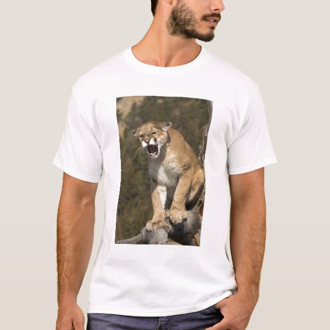 Puma or mountain lion, puma concolor, Captive - T-Shirt (Front)