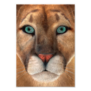 Puma Photo Print