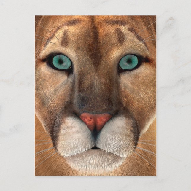 Puma Postcard (Front)