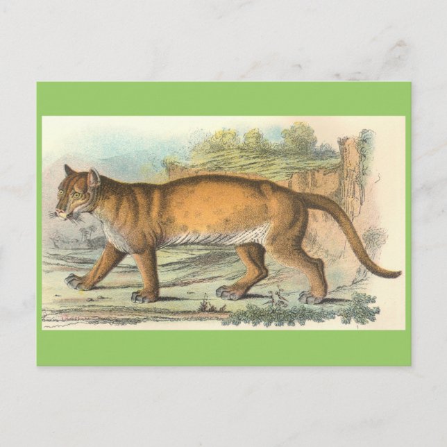 Puma Postcard (Front)