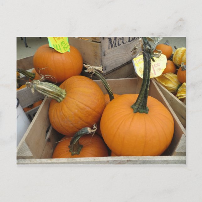 Pumpkin Bunch Postcard (Front)