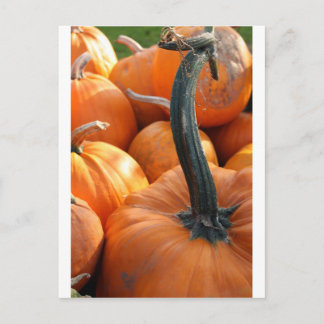 Pumpkin close-up postcard