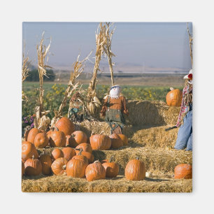 Pumpkin display with hay bales and scarecrows magnet