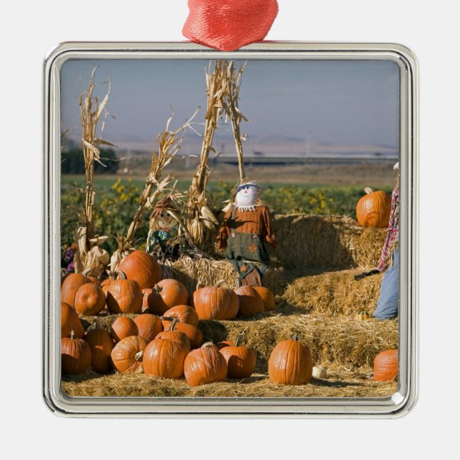 Pumpkin display with hay bales and scarecrows metal tree decoration (Front)