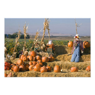 Pumpkin display with hay bales and scarecrows photo print