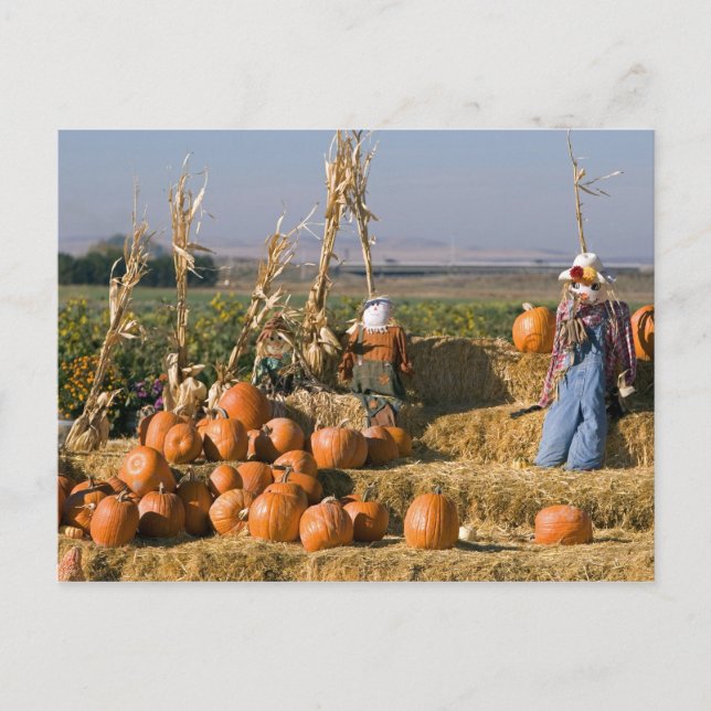 Pumpkin display with hay bales and scarecrows postcard (Front)