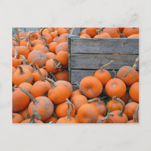 Pumpkin farm print postcard