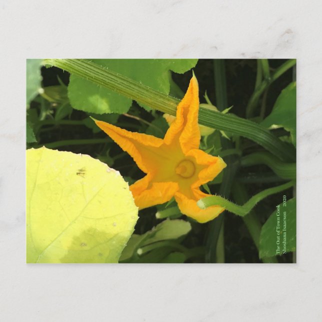 Pumpkin Flower in Bloom Postcard (Front)