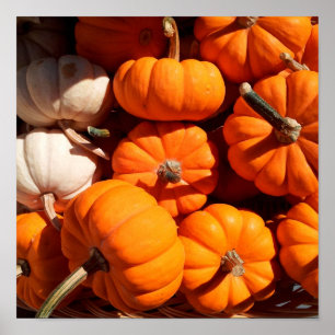 Pumpkin halloween jack o lantern orange pumpkins poster