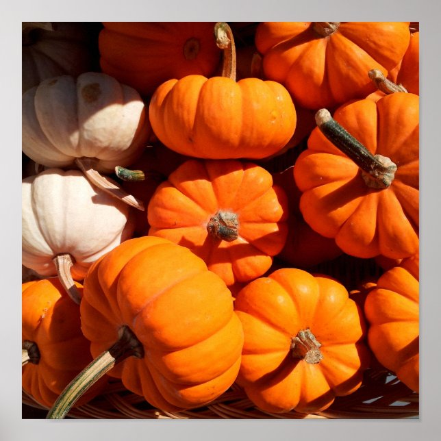 Pumpkin halloween jack o lantern orange pumpkins poster (Front)