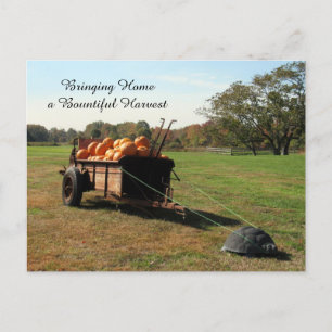 Pumpkin Harvest - Postcard