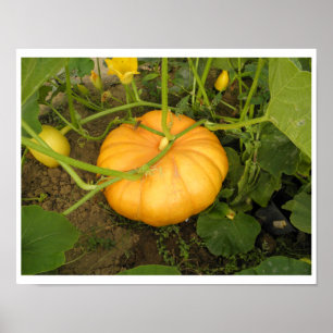 Pumpkin in the Garden Poster