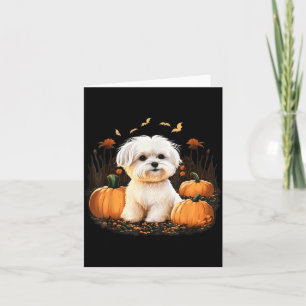 Pumpkin Maltese Dog Costume On Maltese Dog Card
