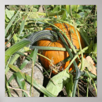 Pumpkin On Vine Fall Nature Photography 