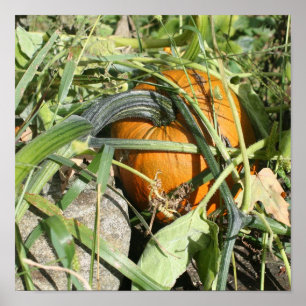 Pumpkin On Vine Fall Nature Photography Poster