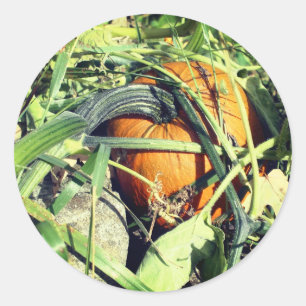 Pumpkin On Vine Nature  Classic Round Sticker