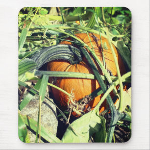 Pumpkin On Vine Nature  Mouse Mat