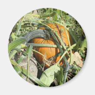 Pumpkin On Vine Nature Photography Magnet