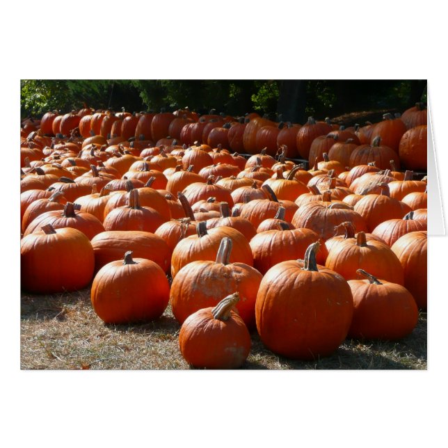 Pumpkin Patch Autumn Harvest Photography (Front Horizontal)