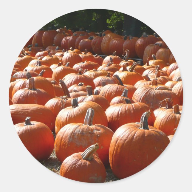 Pumpkin Patch Autumn Harvest Photography Classic Round Sticker (Front)