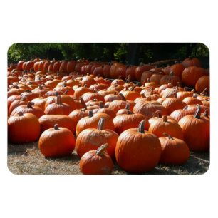 Pumpkin Patch Autumn Harvest Photography Magnet