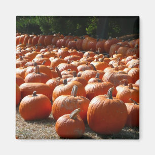 Pumpkin Patch Autumn Harvest Photography Magnet