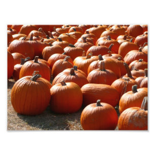 Pumpkin Patch Autumn Harvest Photography Photo Print