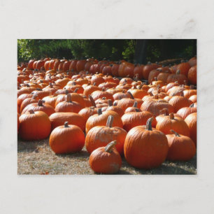 Pumpkin Patch Autumn Harvest Photography Postcard