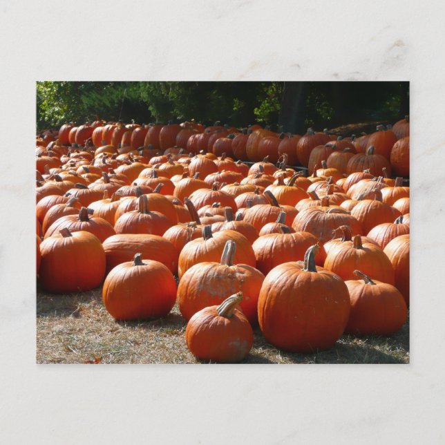Pumpkin Patch Autumn Harvest Photography Postcard (Front)
