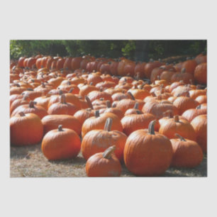 Pumpkin Patch Autumn Harvest Photography Tissue Paper