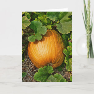 Pumpkin Patch Card