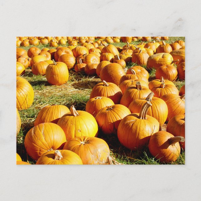 Pumpkin Patch Halloween Holiday Postcard (Front)