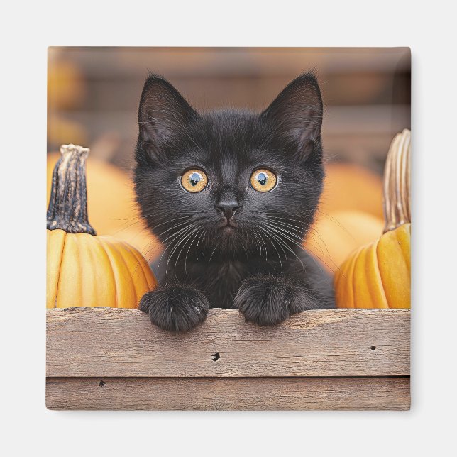 Pumpkin Patch Kitten Magnet (Front)